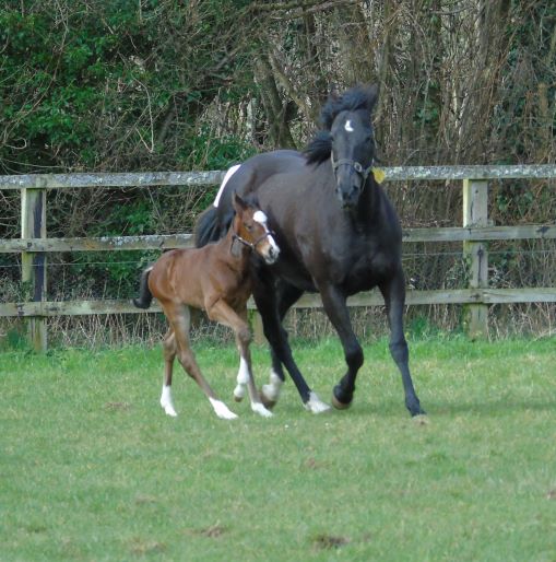2022 filly by Blue Point